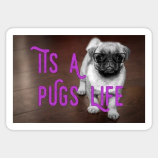 It's A Pugs Life Sticker